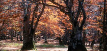 Riserva Naturale Guidata Bosco di Sant'Antonio