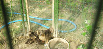 Butterflyfarm: Sentiero Natura