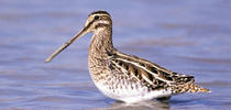 Riserva Naturale Regionale Guidata Sorgenti del Pescara