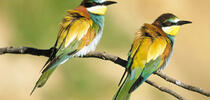 Riserva Naturale Regionale Guidata Lecceta Torino di Sangro